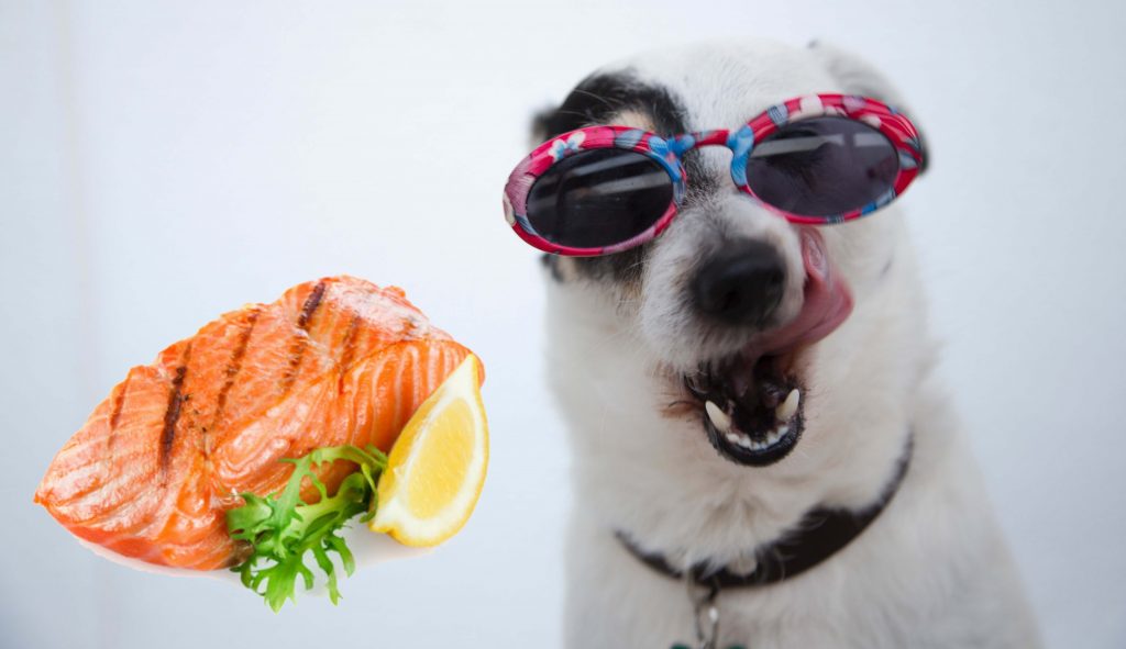 IS SALMON OK FOR DOGS
