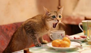 What do cats like to eat for breakfast?