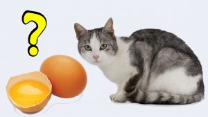 IS RAW EGG GOOD FOR CATS
