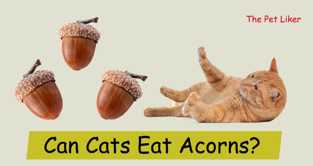 Can Cats Eat Acorns