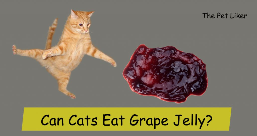 Can Cats Eat Grape Jelly