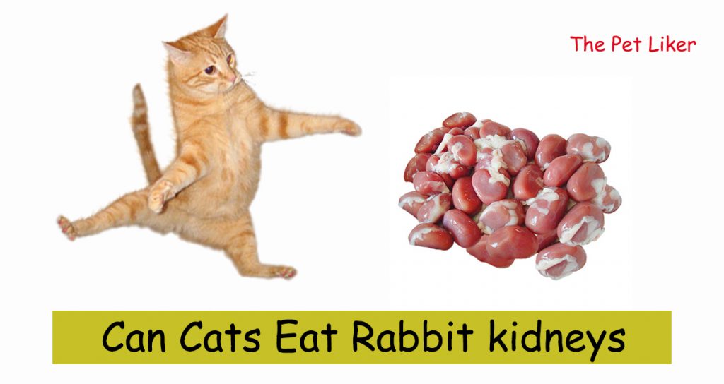 Can Cats Eat Rabbit kidneys