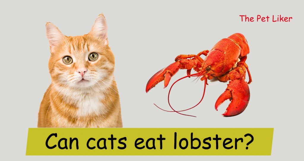 Can cats eat lobster