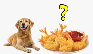 Can dogs eat coconut shrimp