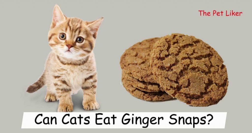 Can Cats Eat Ginger Snaps