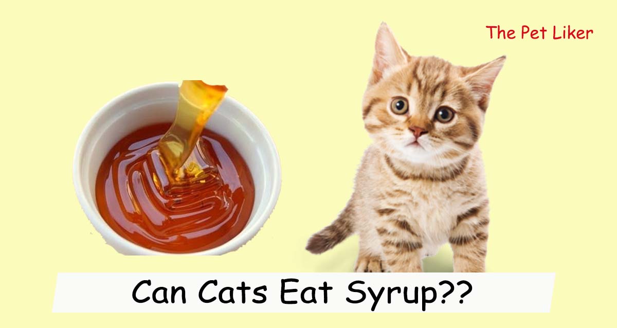 Can Cats Eat Syrup