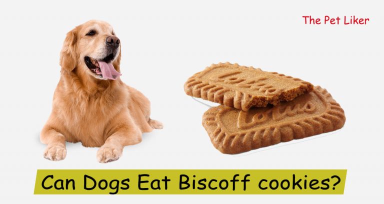Can Dogs Eat Biscoff cookies?