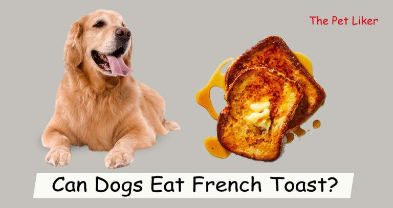 Can Dogs Eat French Toast