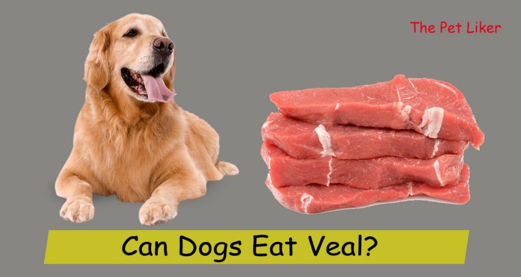 Can Dogs Eat Veal