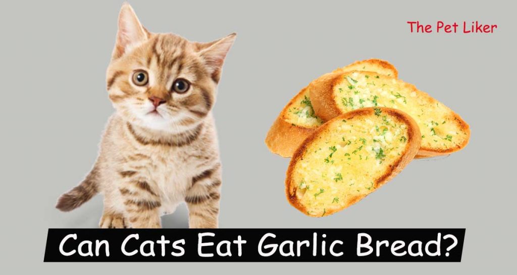 Can Cats Eat Garlic Bread