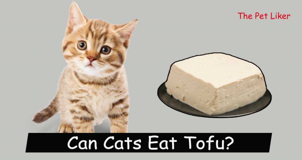 Can Cats Eat Tofu