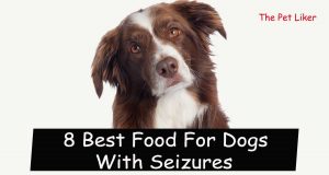 8 Best Food For Dogs With Seizures