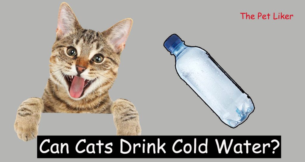 Can Cats Drink Cold Water