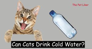 Can Cats Drink Cold Water
