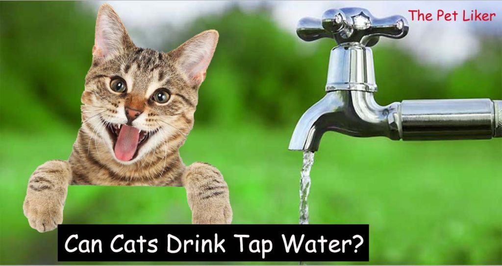 Can Cats Tap Water
