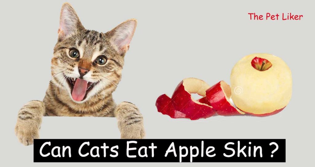 Can Cats Eat Apple Skin