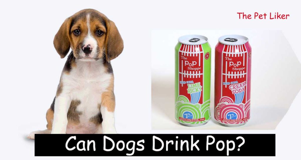 Can Dogs Drink Pop