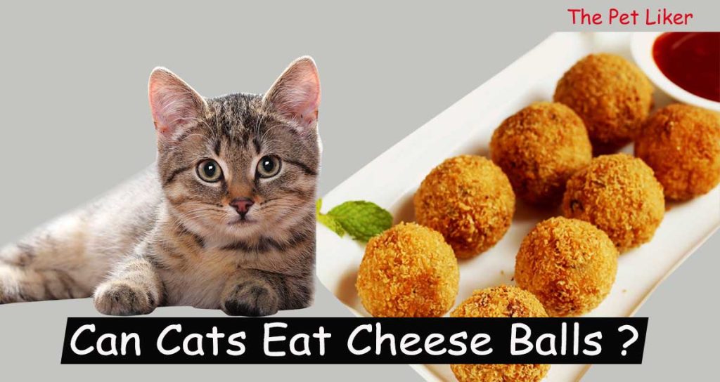 Cats Eat Cheese Balls