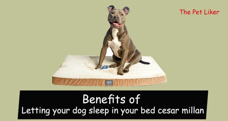 Letting your dog sleep in your bed cesar millan