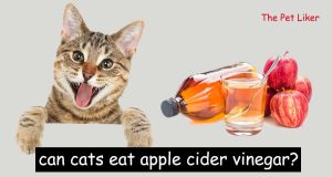 can cats eat apple cider vinegar