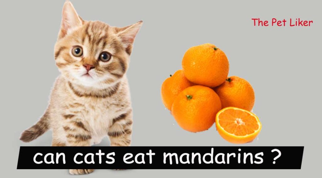 can cats eat mandarins