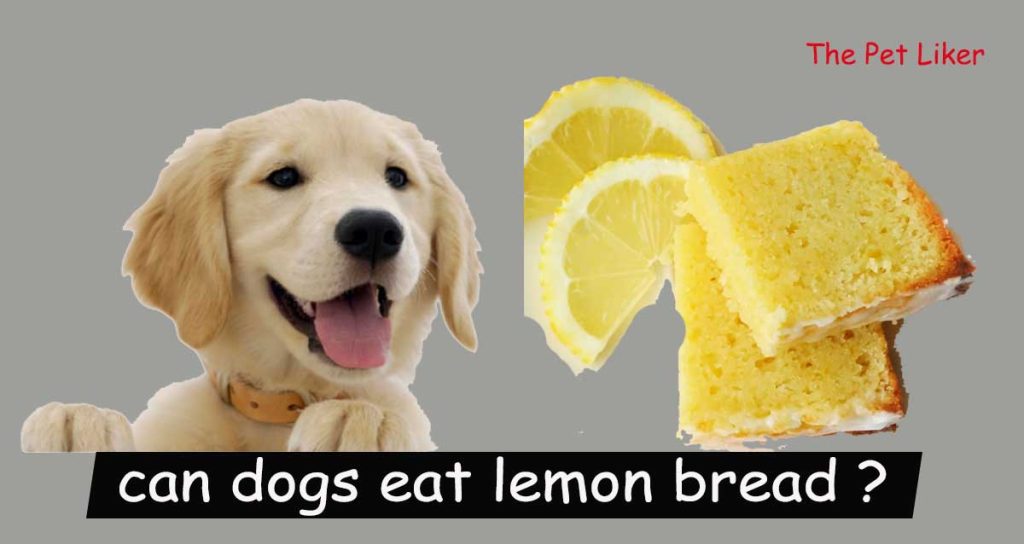 can dogs eat lemon bread