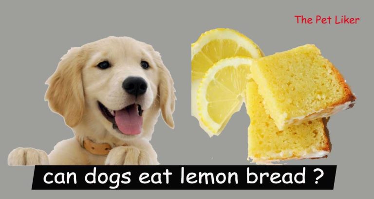 can dogs eat lemon bread