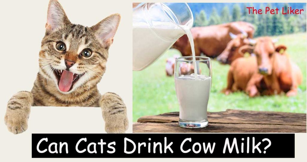 Can Cats Drink Cow Milk