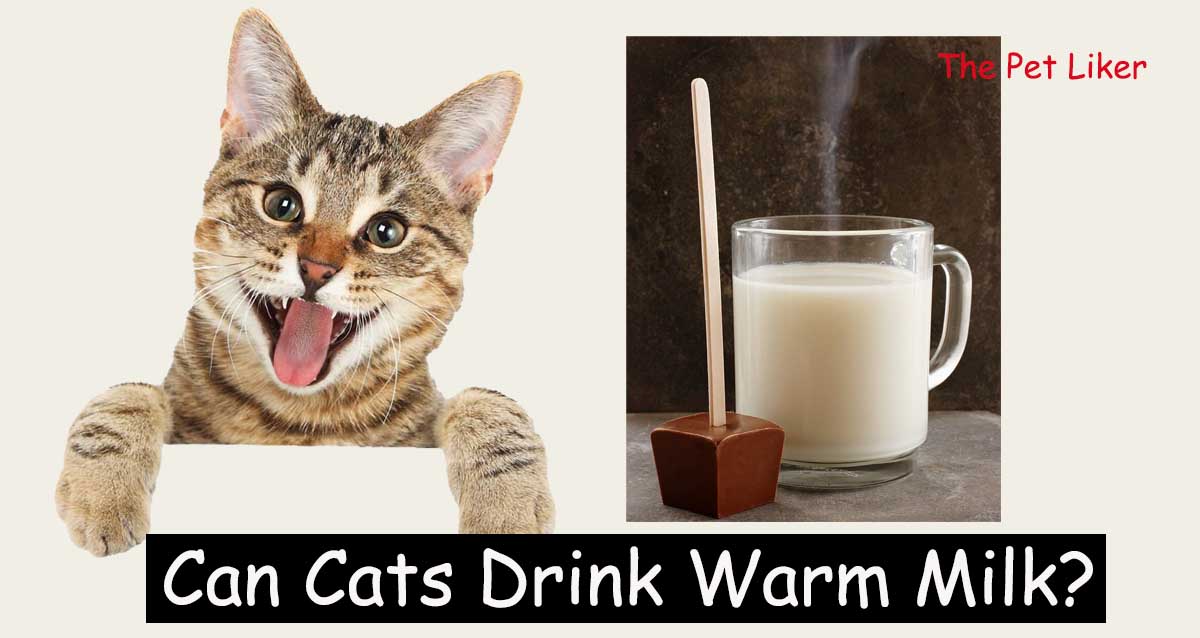 Can Cats Drink Warm Milk