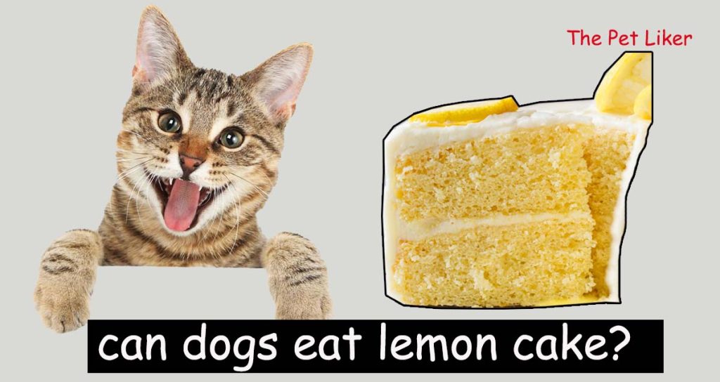 Can Cats Eat Lemon Cake