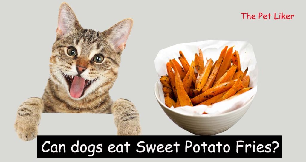 Can Cats Eat Sweet Potato Fries