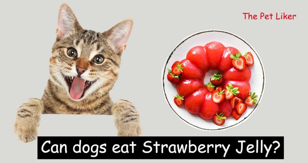 Can Cats Eat Strawberry Jelly