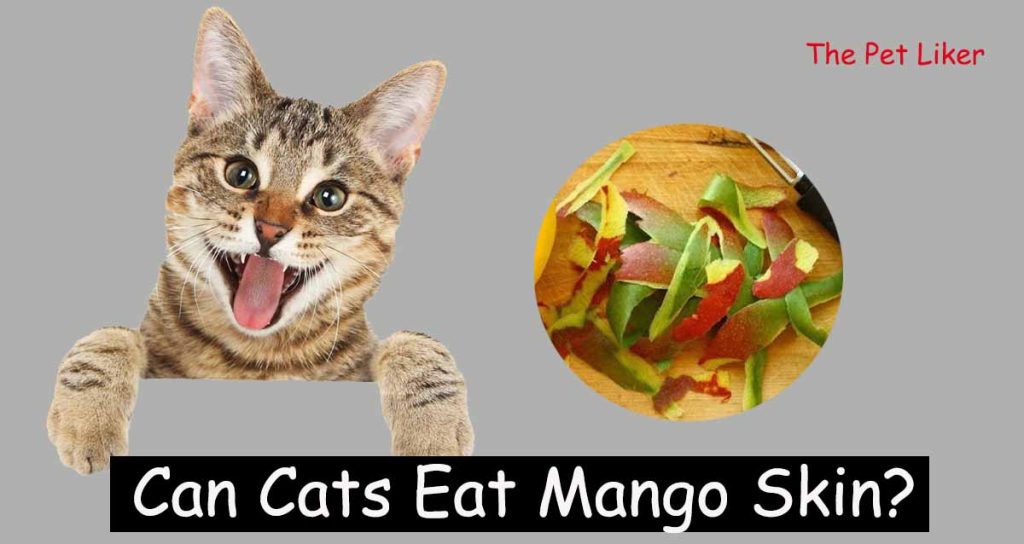 Can Cats Eat Mango Skin