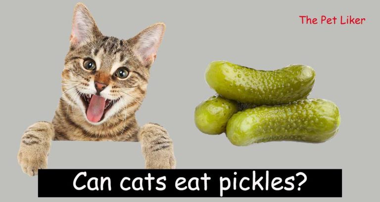 Can cats eat pickles