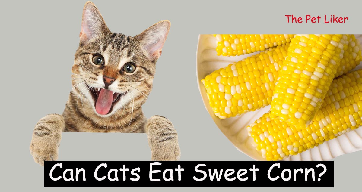 Can Cats Eat Sweet Corn