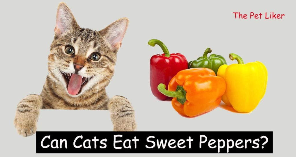 Can Cats Eat Sweet Peppers