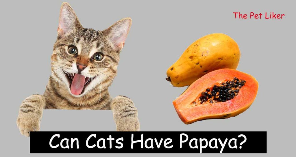 Can cats have papaya