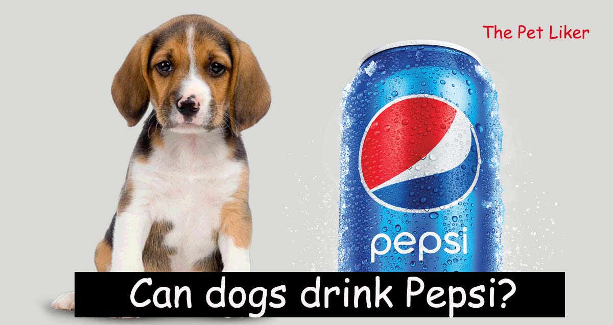 can dogs drink Pepsi