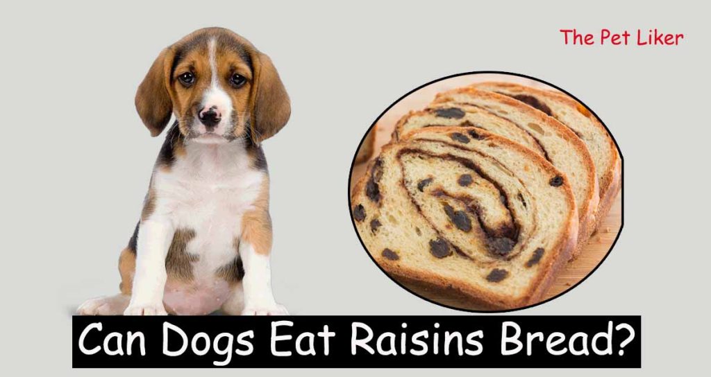 Can Dogs Eat Raisins Bread