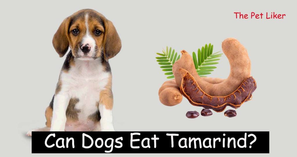 Can Dogs Eat Tamarind