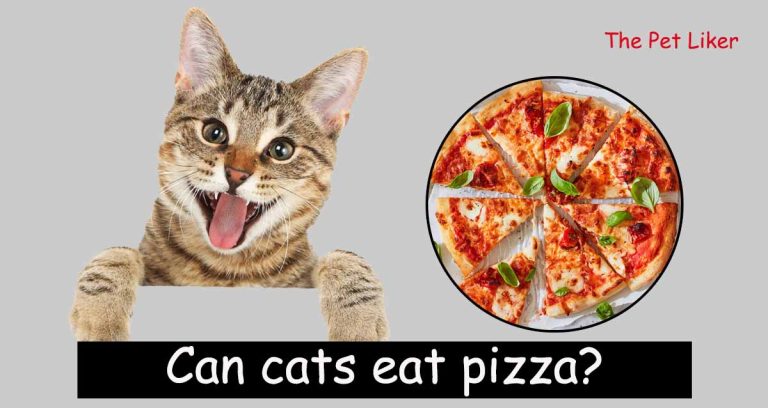 Can cats eat pizza