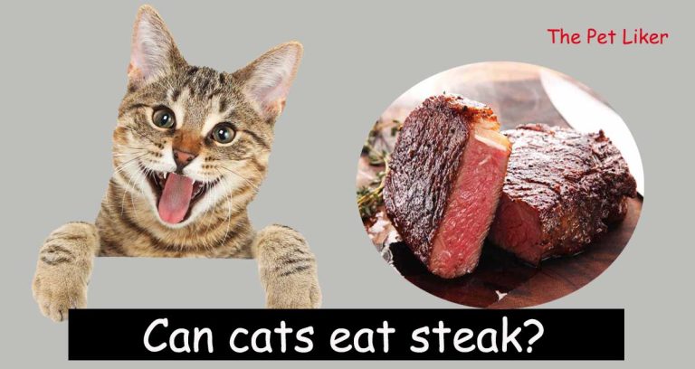 Can cats eat steak