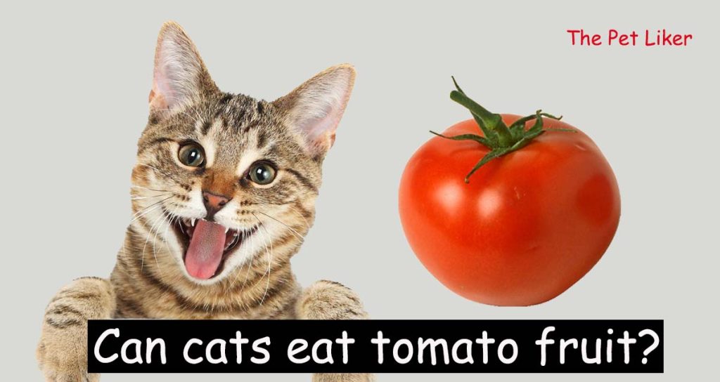 Can cats eat tomato fruit