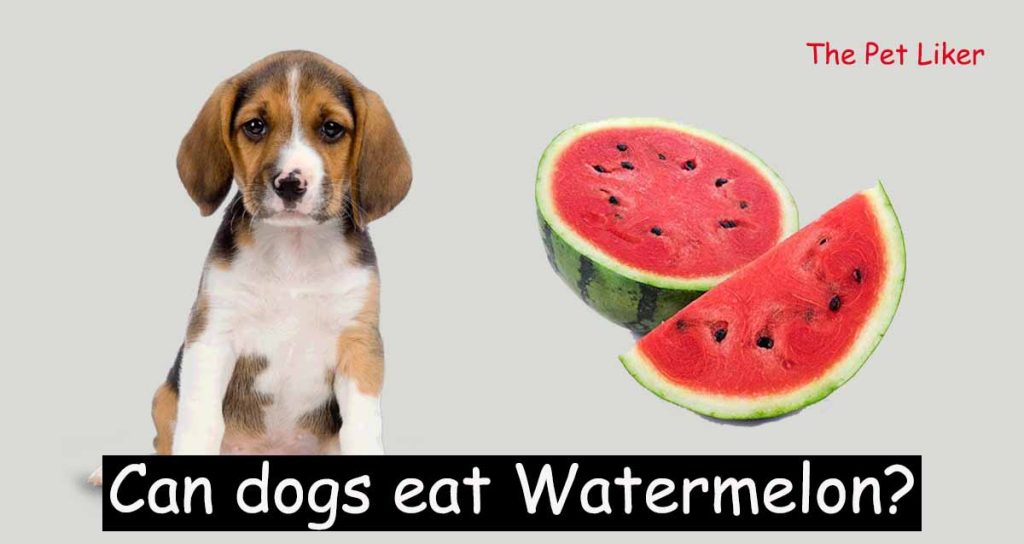Can dogs eat Watermelon