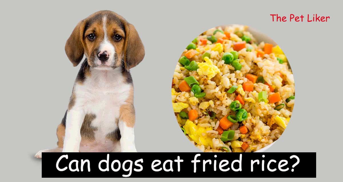 Can dogs eat fried rice