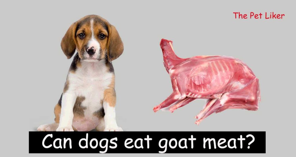 Can dogs eat goat meat