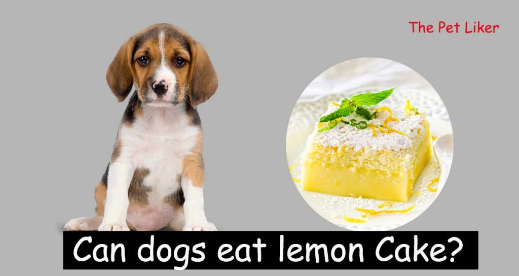Can dogs eat lemon Cake