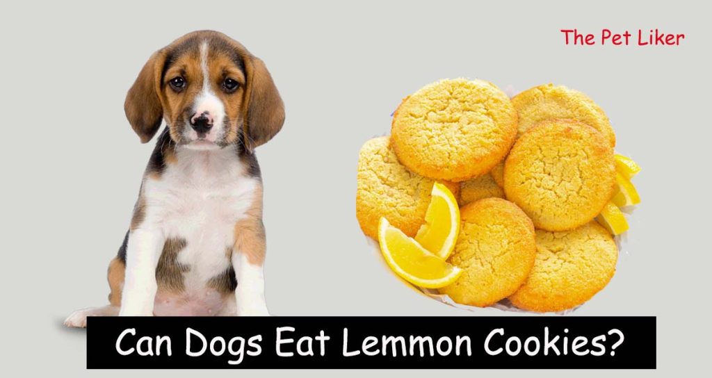 Can dogs eat lemon cookies