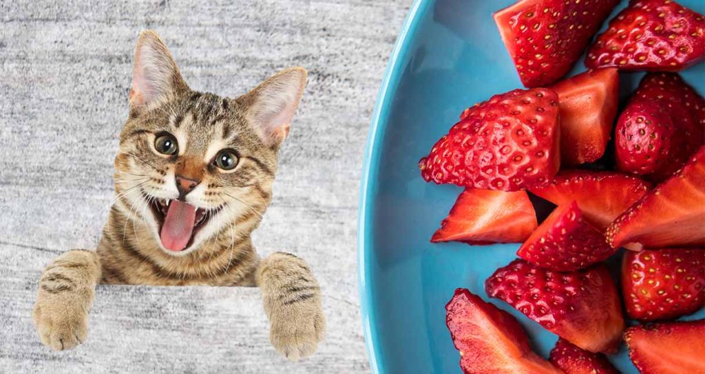 Cats Eat Strawberries