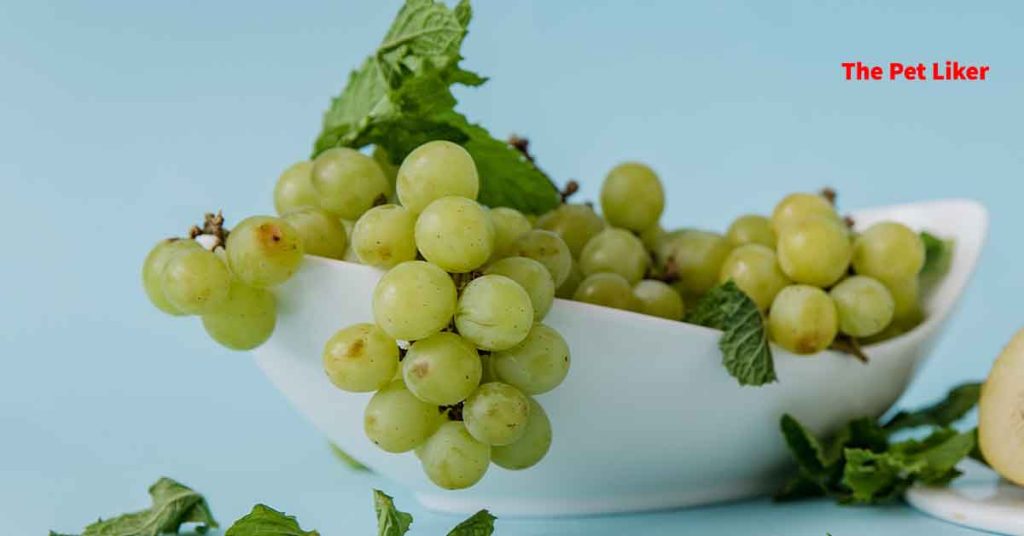 Are Green Grapes Safe For Guinea Pigs